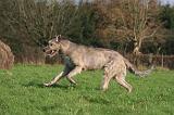 IRISH WOLFHOUND 341